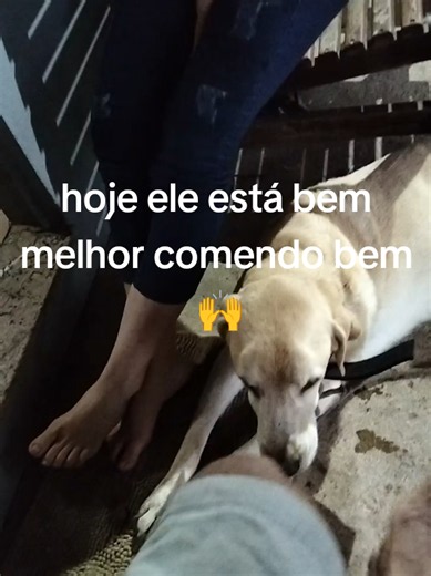 Compra de ração e coleira: cuidado e recuperação do pet