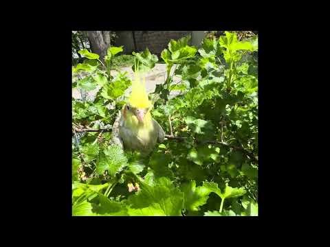 Cockatiel plays outside