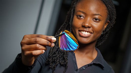 A beautiful blue butterfly wing offers a new way to study cancer