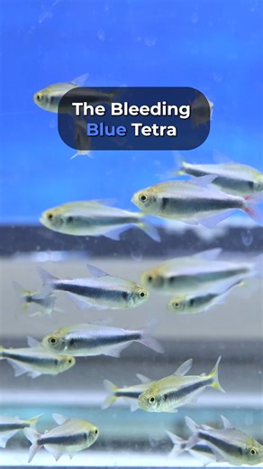 🐟The Bleeding Blue Tetra, scientifically named Hyphessobrycon Margitae, showcases a vivid blue color with striking red fin patches. It's a stunning fish that shimmers in the right lighting. ✨ Learn more about the Blue Bleeding Tetra here: https://bit.ly/48pHmry 🦐 Shop our Shrimp: https://bit.ly/3Qx3uKY 🐡 Shop our Fish: https://bit.ly/3Gw0fxm collections/all-nano-fish 🌱 Live Aquarium Plants: https://bit.ly/49uh6y6 🐌 Shop our Snails: https://bit.ly/3Gw0fxm collections/all-snails 🔔 Subscribe 