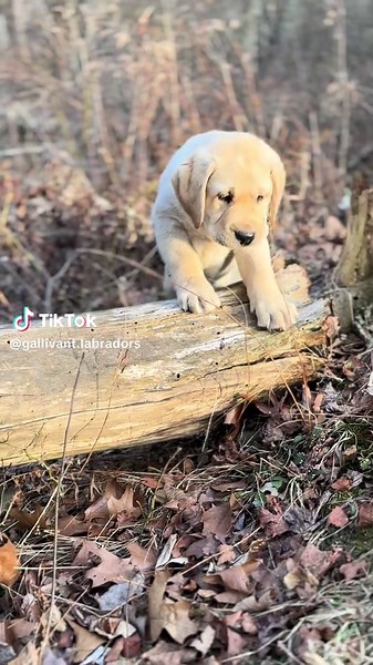 Sweet English Labrador Puppy Moments