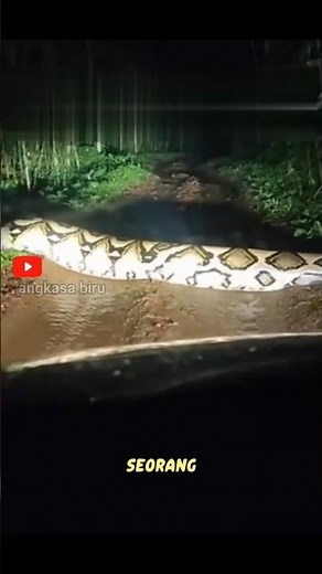Snakes Transform into Werewolves? Facts About Giant Pythons Walking Straight 🐍.