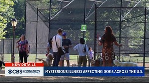 15K views · 176 reactions | A mysterious respiratory illness has sickened hundreds of dogs in several states. Symptoms include coughing, discharge from the eyes or nose, lack of appetite and lethargy. Here's what dog owners need to know: https://cbsn.ws/3sKxslC | CBS Evening News | Facebook