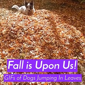 8.1K views · 114 reactions | Fall is upon us!  See all the GIFs of dogs jumping in leaves: https://giphy.com/stories/dogs-jumping-into-a-pile-of-leaves-a4a687c9-ed2f | GIPHY | Facebook