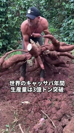 世界第六の食糧作物が実は世話いらずの野良育ちとは