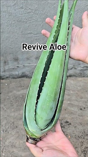 Revive root-rotted aloe | How to replant it successfully