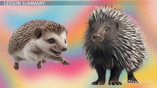 Hedgehog vs. Porcupine | Characteristics & Differences