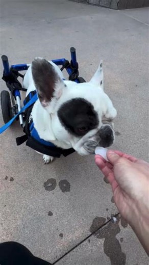 Crunchy water ASMR: brought to you by Bort 🧊😋 👂What is your favorite type of ASMR? 🎥: @bort_the_deaf_frenchie via Instagram - - #walkinwheels #walkinpets #disableddogs #icecubes #ice #cronch #crunchy #asmr | Walkin' Pets