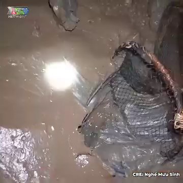 6.5M views · 10K reactions | Hên là nó không cắn đấy ----- Nguồn: Nghề Mưu sinh Bản quyền được bảo vệ và quản lý bởi MCV Network #MCVNetwork #MCVGroup #MCVMedia #Netbiz #SpeedCouple #NgheMuusinh #NTCG_ #NWT #NMS #P336Band | P336 Band | Facebook