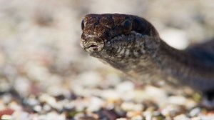 This video of an iguana being chased by snakes will give you nightmares from hell
