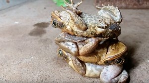 Toad stacking? It's an Australian thing, don't question it.