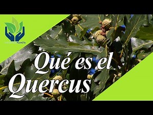 Quercus: all about these wonderful trees