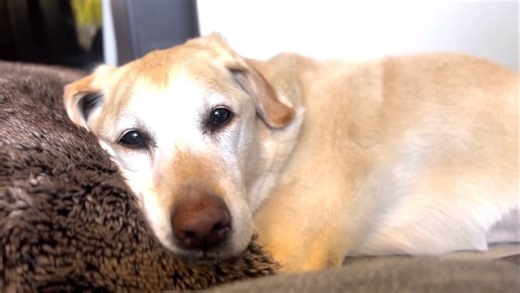 Chaz Dean on Instagram: "Today Bella crossed to Rainbow 🌈 Bridge She was a perfect Angel and will be missed by all those that had the honor to meet her. As for now my heart is shattered in a million pieces. Thank you for all your love and support. RIP Bella Moon Dean 8/16/13 - 2/8/25 #TeamWEN #Bella #Angel #Love #Perfect #UnconditionalLove #Labrador #WENPets"