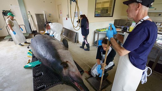 NZ scientists dissect rare spade-toothed whale