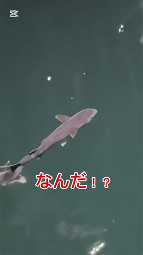 謎の魚の群れがいた#釣り #fishing #cauca #钓鱼 #낚시 #磯 #磯釣り#謎の魚#ボラ#カラスミ#アニサキ酢