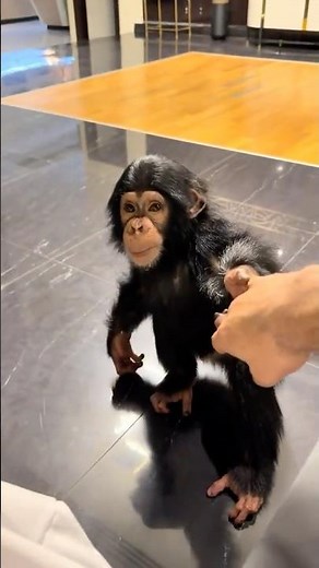 The monkey calling its owner 😂 #shorts #shortvideo #short