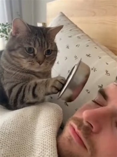 Give the #Cat what it wants, you don't have any option #Foryou