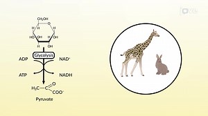 Video: Fates of Pyruvate