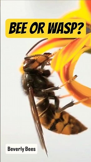 Bee or Wasp? You'll Be Shocked!