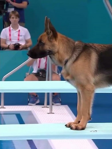 Dogs doing Olympic Diving with the power of A.I. (((A must see)))
