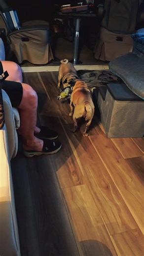 2 Pugs en VR! #fyp #roadtrip #vr #rvlife #pug