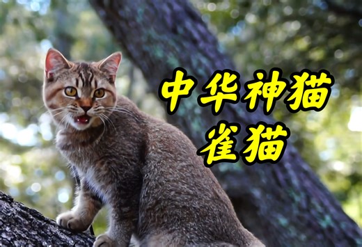 雀猫，中华田园猫家族里bug级别的猫咪