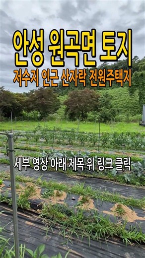 안성 원곡면 저수지 인근 산세 좋은 청정지역 산자락 토지 전원주택지 #shorts