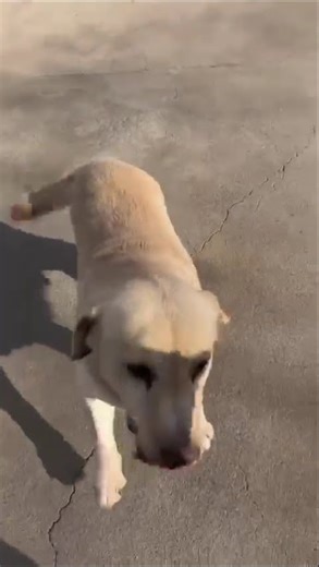 Meet Dash: The Playful Yellow Lab Who Survived Against All Odds