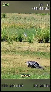 30K views · 105 reactions | The tiger taking revenge | Wild Animals | Facebook