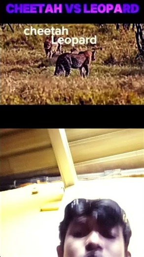 cheetha vs Leopardi #vairal #animals video///