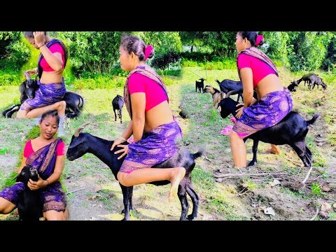Goat Sitting Full Weight vs Goat Riding Funny Video — बकरी पर पूरा वजन! 🤣