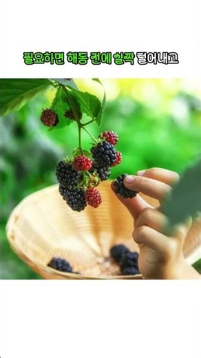 쇼핑 브랜드 132👉 냉동 과일, 뭉침 없이 꺼내 쓰고 싶다면 [25년햇복분자] 슈퍼복분자 복분자 1kg