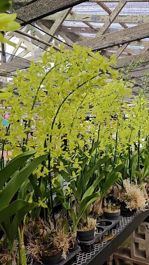 Grammatophyllum Season😍 | Kawamoto Orchid Nursery