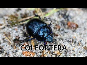 Coleoptera: the conquerors of the insect world