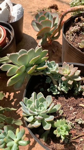 Tỉa bớt lá cho thoáng cây con phát triển tốt hơn