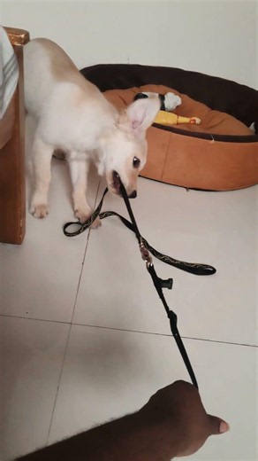 Toffy Never Gives Up 😂 | Tug of War Battle