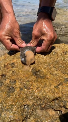 🐚 Hidden Sea Slug Found Under the Rock! #fishingvideo #fishing #fish #hugefish #viral #shorts