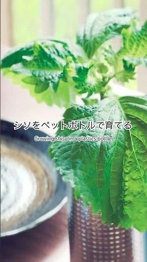 ペットボトルで水耕栽培、大葉を育てた結果がすごかった。 #家庭菜園