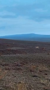 1.8K views · 10K reactions | Tr kangal #törkçobanköpekleri #morkoyuntv #keşfet | Şanlıurfa Güreh Çoban Köpekleri | Facebook