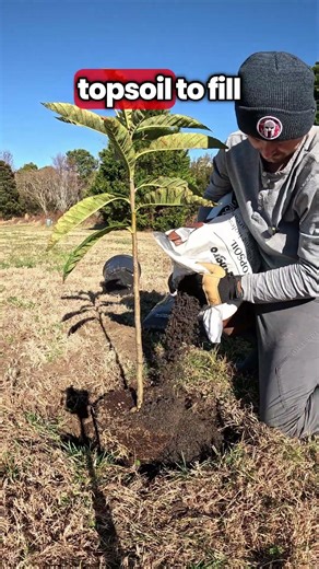 The #1 Mistake When Planting a Tree
