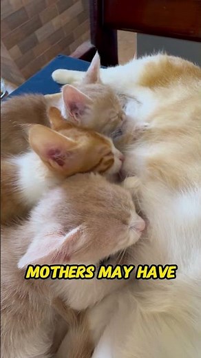 How Many Kittens Can a Cat Have? | The Amazing Truth About Cat Litters