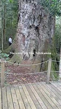 Don’t skip this on the Garden route | 10 minutes walk to The Big tree, Tsitsikamma National Park.