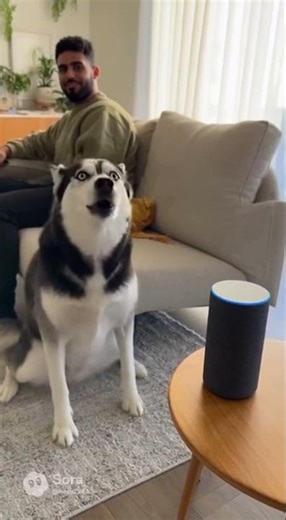 Dog Uses Alexa, and Actually Gets It Right 😭😂 #dogshorts #shortvideo #funny