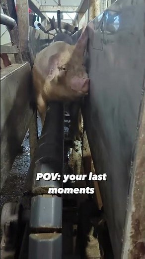 Last Moments of Pigs at Slaughterhouse!