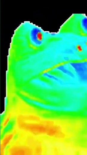 MLG Frog #MLGFrog #MLG #Frog #viral #meme #funny #shorts