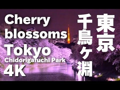 ［4K］Sakura 東京の桜（Sakura ）•千鳥ヶ淵の満開絶景 Tokyo Cherry blossoms 東京観光 日本の桜 花見 夜桜 夜景 賞花