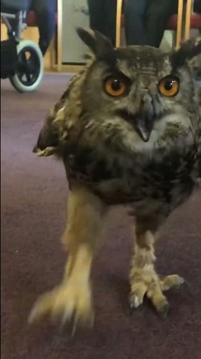 An owl running…in a care home