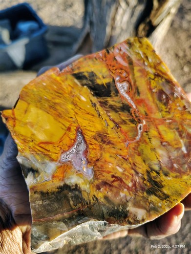 Rainbow Petrified Wood W. Quartz Inclusions Polished   Texas Springs Pink Petrified Wood Limb Cast - Etsy