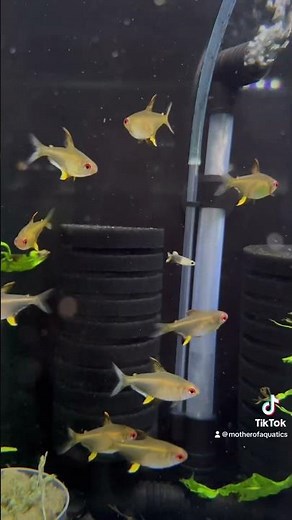 Never overlook Lemon Tetra, their colours really intensify as they grow! #fish #aquarium