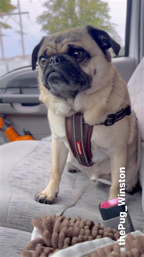 Take a ride with me #Pug #Weekend #Saturday #PugObsessed | Winston The Pug